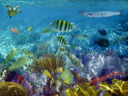 The islands of northern Fiji are a nature lover’s nirvana 